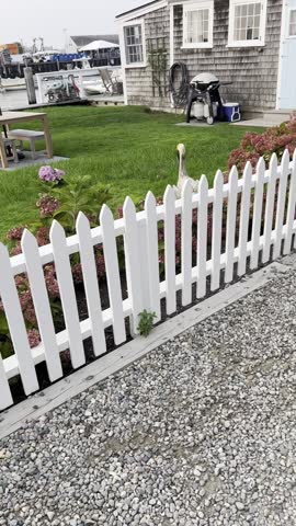 A white picket fence with colorful hydrangeas and gravel path, a green lawn with a bunny, and a pelican statue in the background of a peaceful coastal scene with a hint of boats and the seaside.