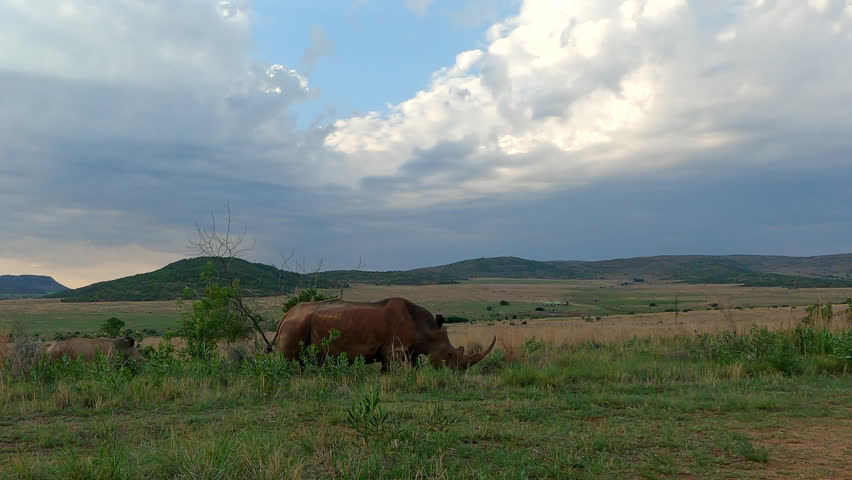 Profile low angle view of white rhino mom and calf pair walking in field
