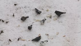 Pigeons, crow and sparrows feeding with bread on the snow
