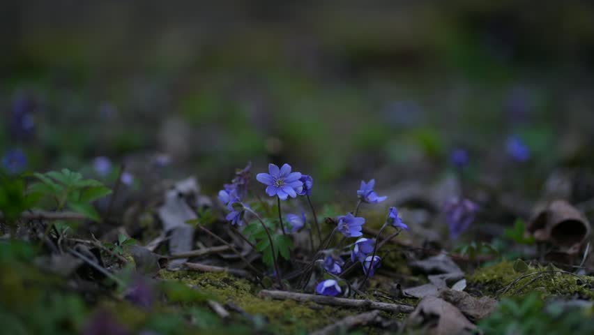 Common Hepatica or Anemone Hepatica, Blue Blossom Wild Flower. Violet Purple Hepatica Nobilis, First Spring Flower in the Blurred Background of Nature. Liverleaf, Liverwort, Ranunculaceae family