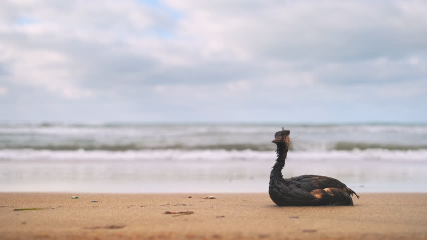 Bird covered in oil sitting on sandy seashore with surf in background, copy space for animal tragedy, environmental tragedy, oil spill