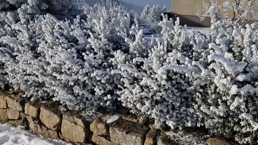 shrubs low shrub pine by the road are covered with snow and icicles. evergreen hardy mountain trees used in gardens., blue sky