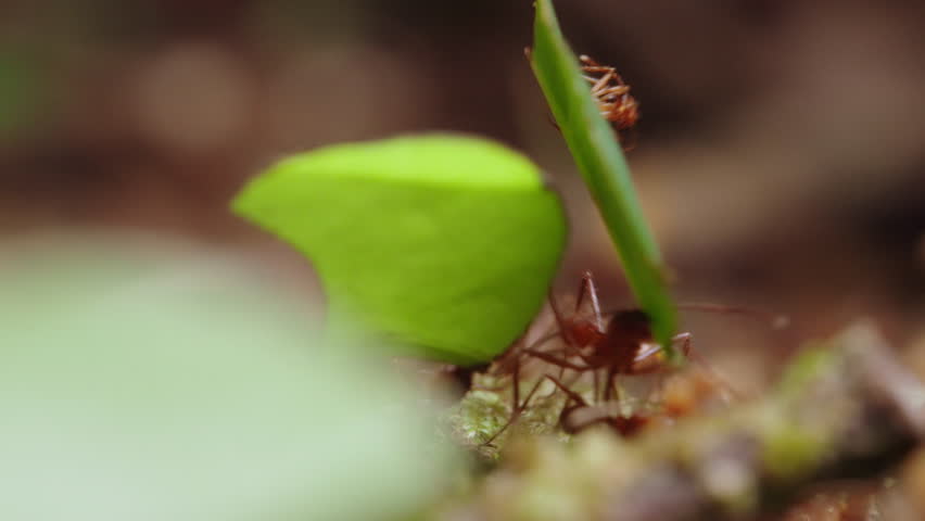 Static 4K close-up macro shot of dozens of leaf-cutter ants carrying leaves and crawling over a moss-covered rock on a rainforest floor in Costa Rica.