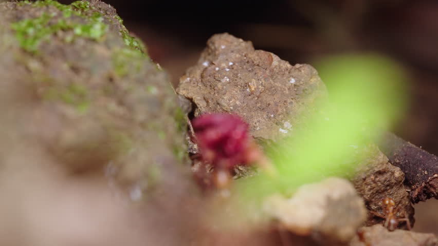 Static 4K close-up macro shot of dozens of leaf-cutter ants carrying leaves and crawling over rocks on a rainforest floor in Costa Rica.