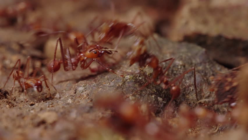 Static 4K close-up macro shot of dozens of leaf-cutter ants carrying leaves and crawling over rocks on a rainforest floor in Costa Rica.