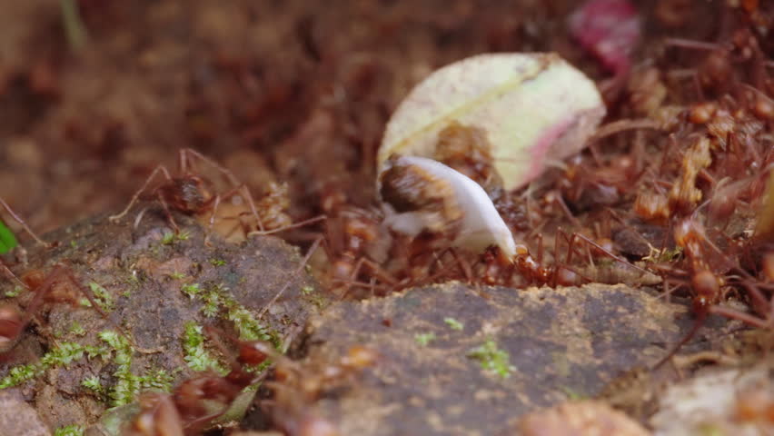 Static 4K close-up macro shot of dozens of leaf-cutter ants carrying leaves and crawling over rocks on a rainforest floor in Costa Rica.
