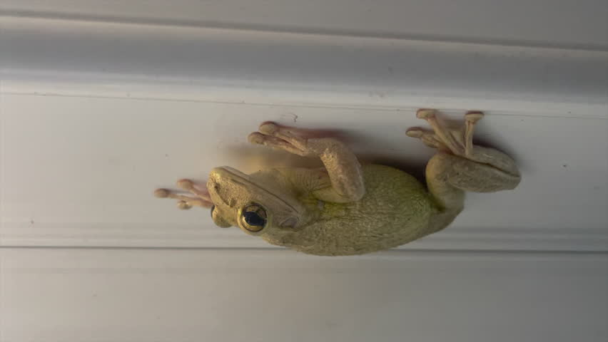 Florida tropical frog close up vertical video 