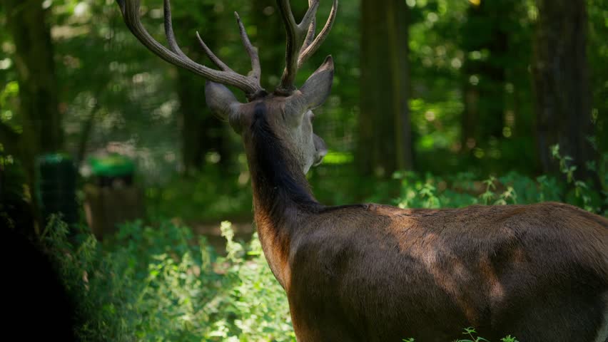 A deer is standing in a forest with its head up. The deer is brown and has a large antler on its head