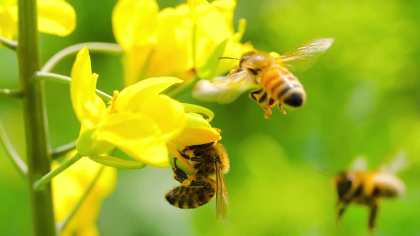 bee flying around rapeseed flowers, swarm of honey bees flying near beehive, spring day
