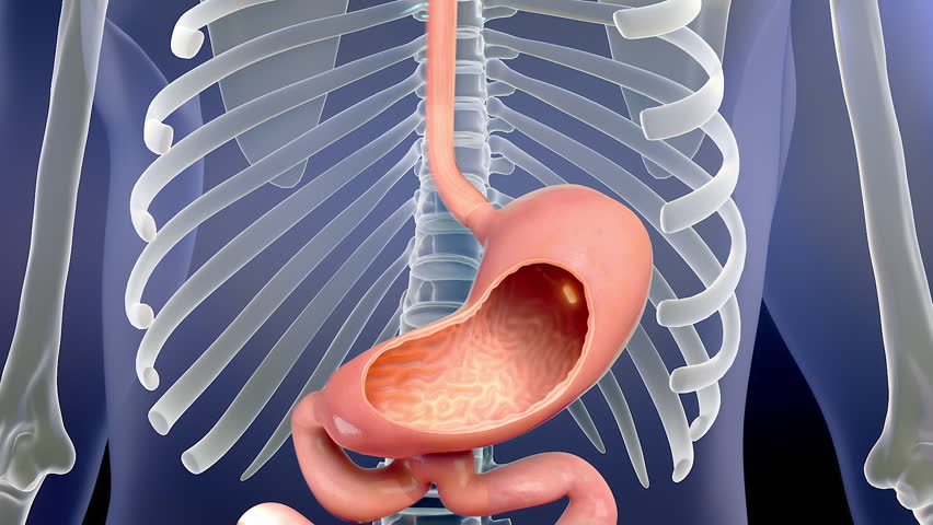 Taking medicine, showing the whole process of taking medicine, the capsule is broken down in the stomach.3d animation.