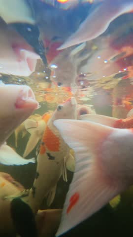 Taking underwater photos of koi fish with an action camera