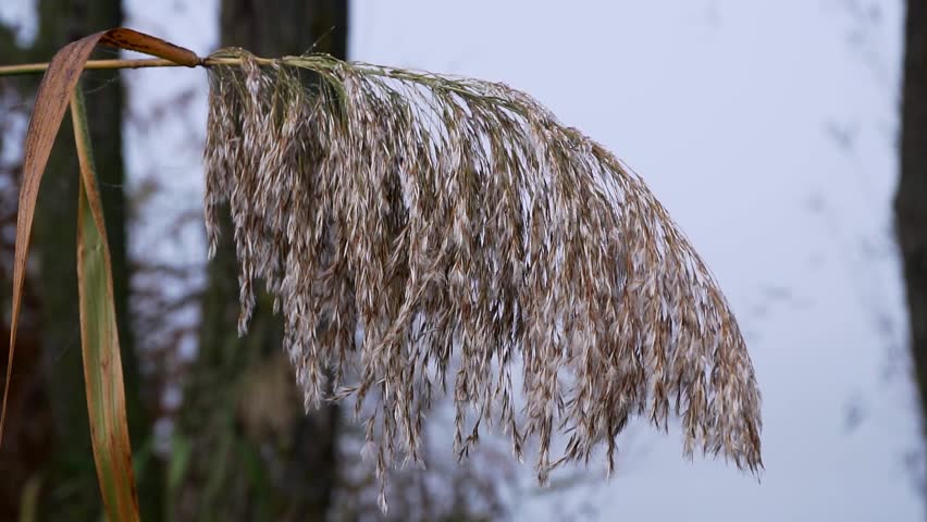 Tips for identifying common marsh plants in wetlands