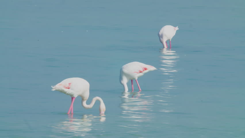 Flamingos feeding in shallow water in Nourana Island, Bahrain.