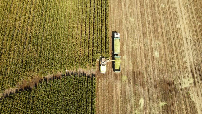 Top shot drone over a cornfield harvest, Cattle egrets circle above the combine.
Modern Agriculture
Corn Field in the Holy Land Israel