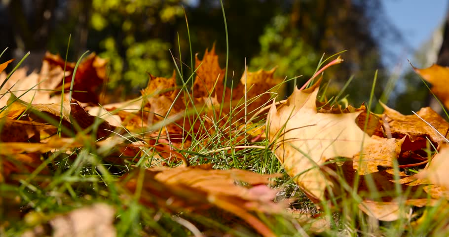yellowed maple leaves , sunny weather in the park with maple leaves hanging on tree branches against a blue sky falling on the grass in the park