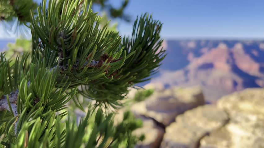 Branch of a pine tree to the majestic rocks of the Grand Canyon. A seamless transition from detail to a wide landscape reveals nature’s beauty.