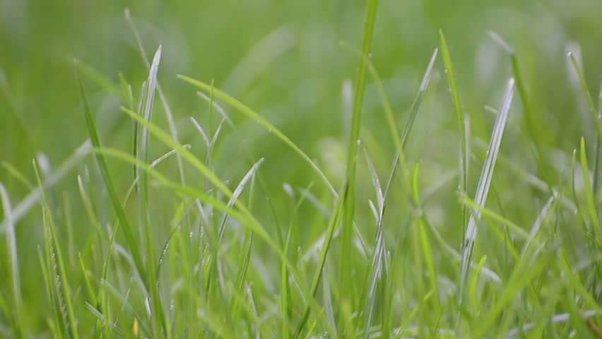 Close up of green grass with focus point. HD. Shallow field of depth.