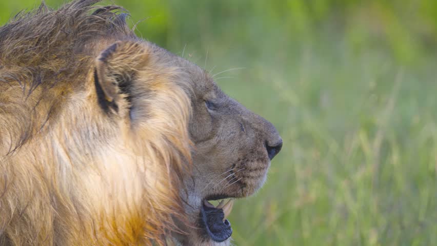 Close-up slow motion video of a Male Lion scanning the African Savanna during sunrise. Maasai Mara, Kenya.