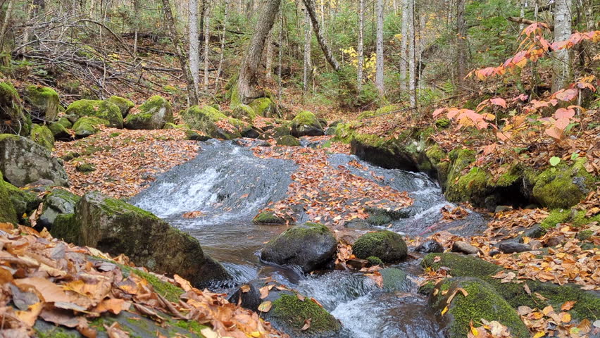 Creek in an autumn colorful leaf underwood in the Jacques-Cartier National Park (Quebec, Canada). 
