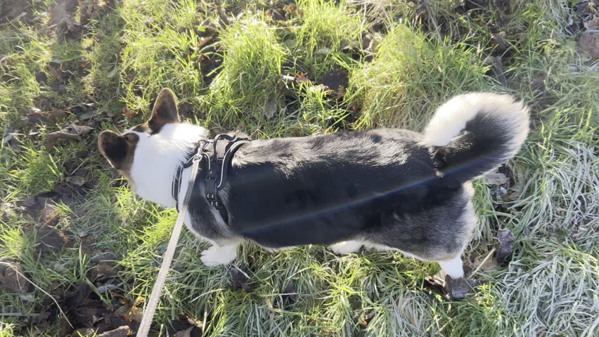 Pembroke Welsh Corgi tricolour dog, sniffing around local park and trees, with natural sunlight beams in winter.