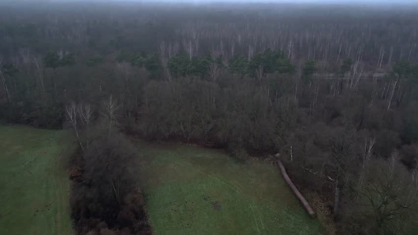road near misty forest dark moody atmosphere. Nice aerial view flight drone