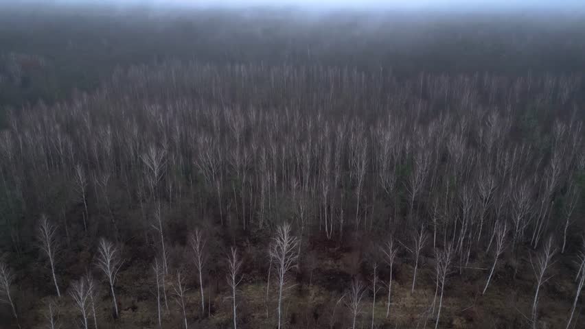 Shutterstock Video