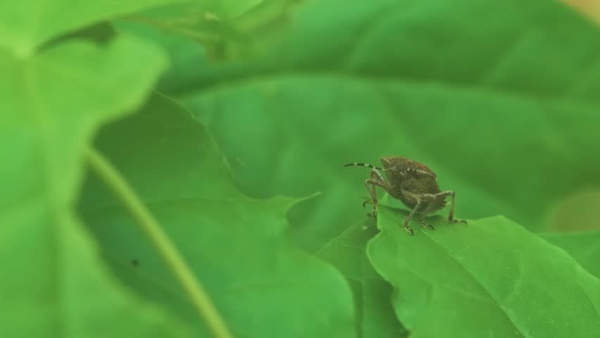 Close up of a Dolycoris baccarum, the sloe bug or hairy shieldbug.