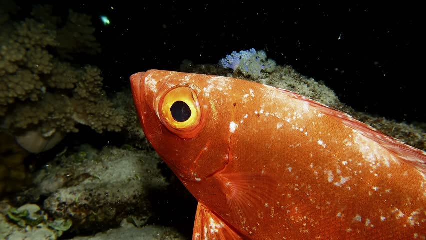 big eye soldierfish super close up on coral reef at night