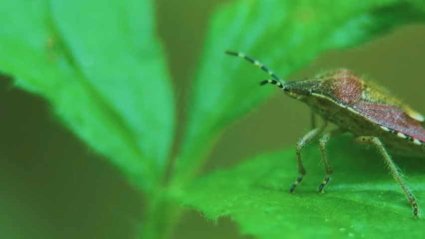 Footage of a Dolycoris baccarum, the sloe bug in a forest.