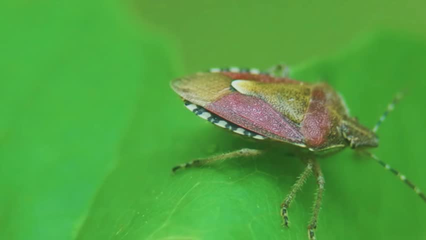 Close up of a Dolycoris baccarum, the sloe bug or hairy shieldbug.