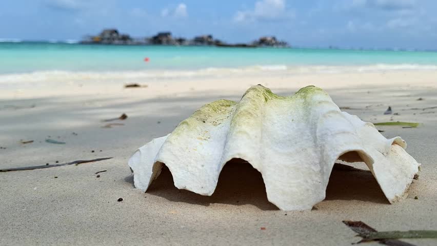 Seashell on Tropical Beach Paradise