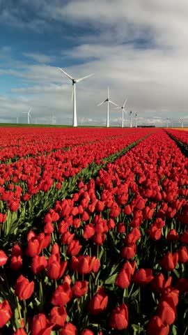 Experience the beauty of bright red tulip fields stretching toward the horizon, perfectly complemented by towering wind turbines. This stunning landscape showcases renewable energy thriving in nature.