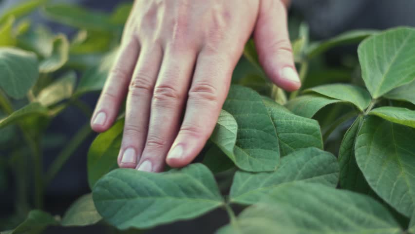 Farmer hand touching soybean plants. farmer inspecting soybean leaves plantation. Sustainable farming concept. Farmer examines green soybean crop on plantation. Agricultural inspection on plantation