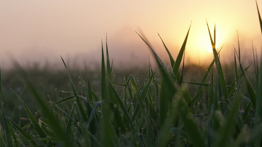Fresh green grass blades, covered in morning dew, sparkle and shimmer as the golden sun rises, creating a serene and beautiful natural landscape