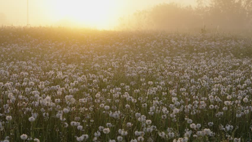 Golden sunlight filtering through gentle morning mist, bathing sprawling dandelion field with warm, ethereal radiance, creating mesmerizing landscape of soft light and natural beauty