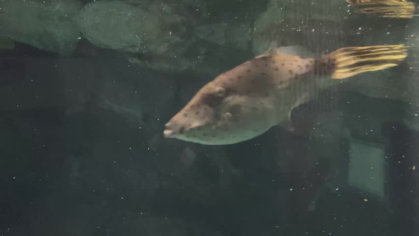 
Aquarium OSAKA AQUARIUM KAIYUKAN JAPAN