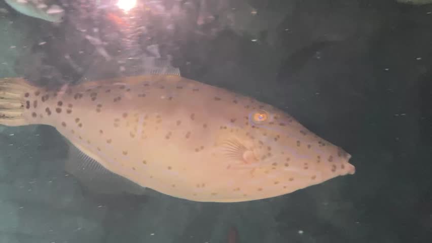 
Aquarium OSAKA AQUARIUM KAIYUKAN JAPAN