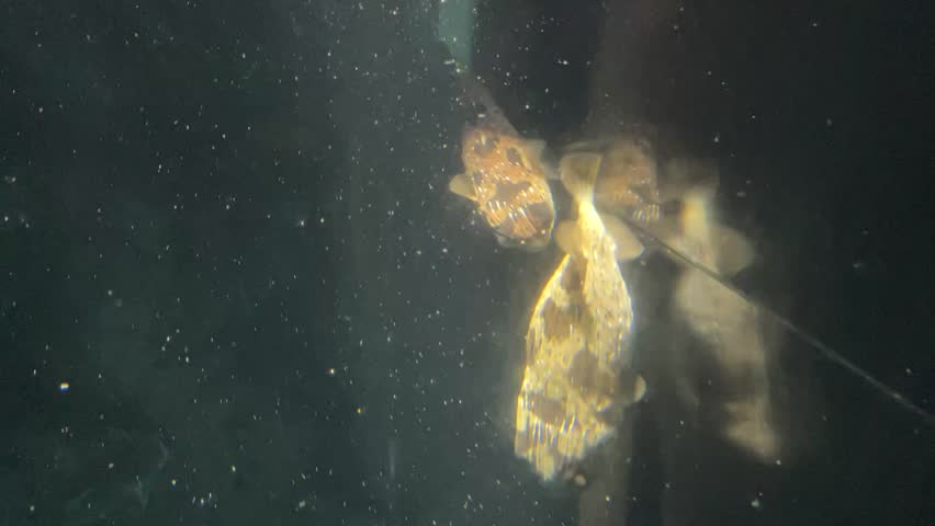 
Aquarium OSAKA AQUARIUM KAIYUKAN JAPAN