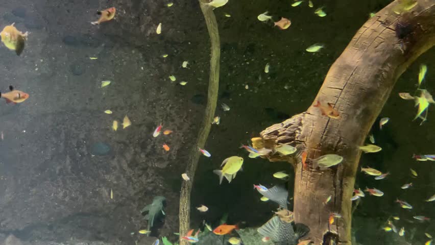 
Aquarium OSAKA AQUARIUM KAIYUKAN JAPAN