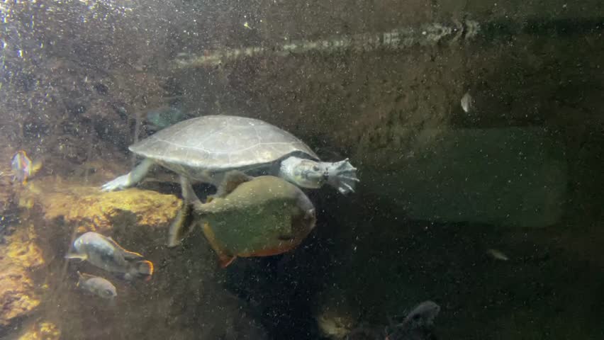 
Aquarium OSAKA AQUARIUM KAIYUKAN JAPAN