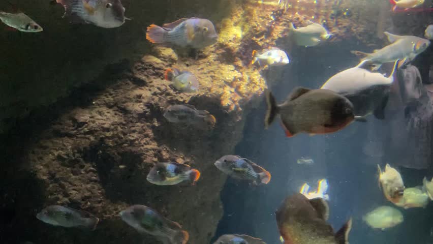 
Aquarium OSAKA AQUARIUM KAIYUKAN JAPAN