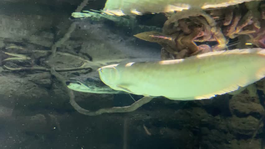 
Aquarium OSAKA AQUARIUM KAIYUKAN JAPAN