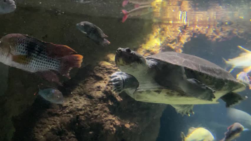 
Aquarium OSAKA AQUARIUM KAIYUKAN JAPAN