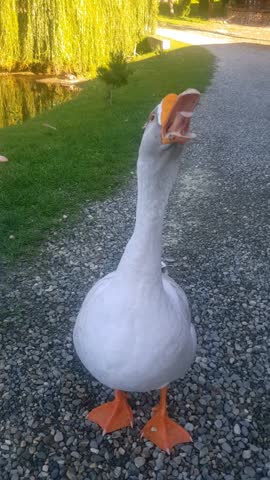 A grey goose hisses at a man and walks away down the path, vertical video