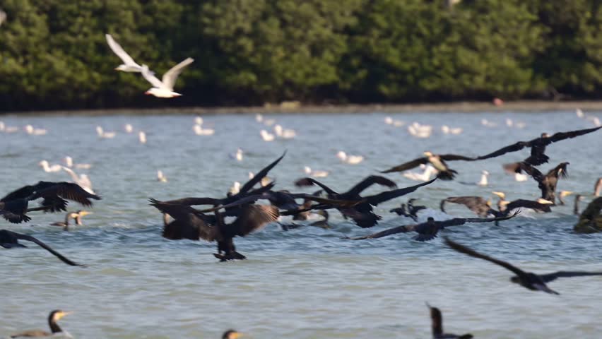 Migratory bird Great cormorant wandering around the shallow backwaters of the bird sanctuary