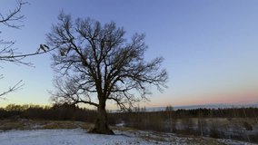 A majestic 300-year-old oak tree stands alone in a snowy winter field, its bare branches stretching against a clear evening sky with subtle pastel hues at sunset - Powered by Shutterstock - Get 15% off with code: PIKWIZARD15