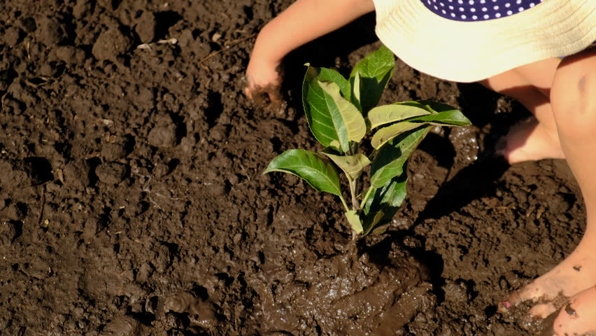 Child plants a tree in the soil. Selective focus.