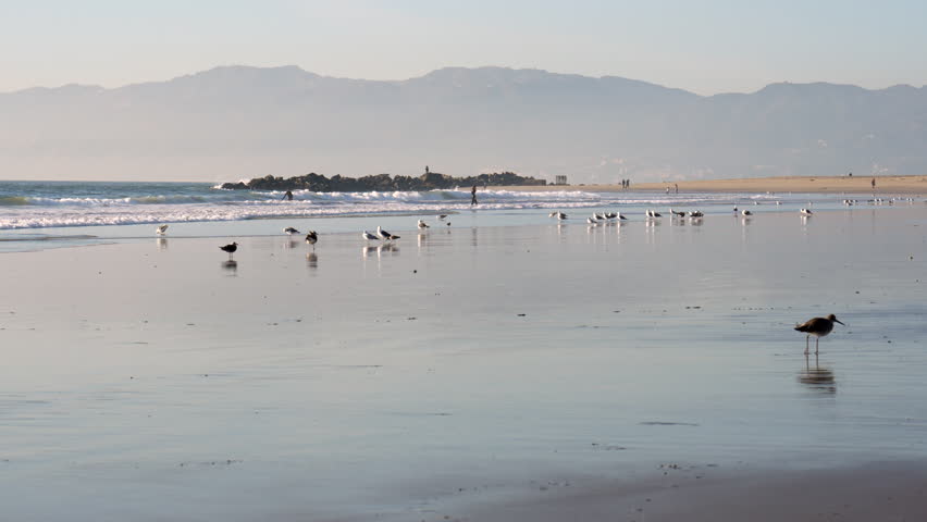 Seagulls gather on the sandy beach near the ocean waves with mountains visible in the background at Venice Beach, in California.