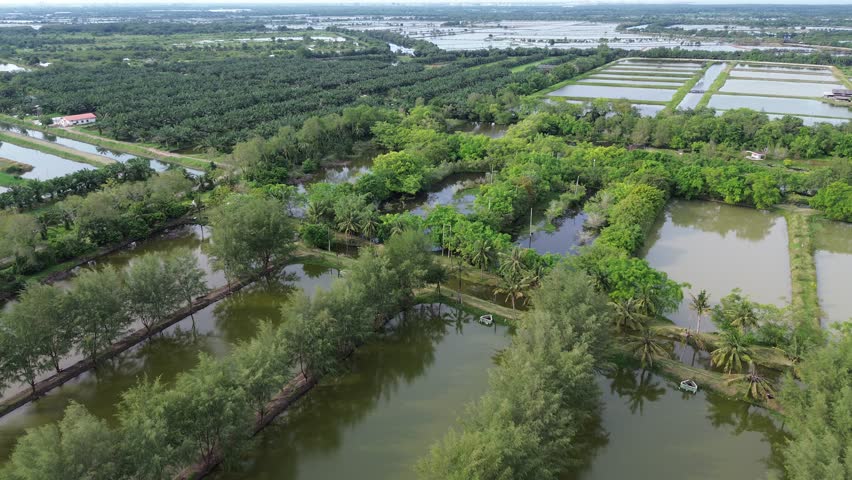 Aerial footage captures a vibrant landscape of lush greenery and waterways, showcasing agricultural fields and palm trees in a serene rural setting