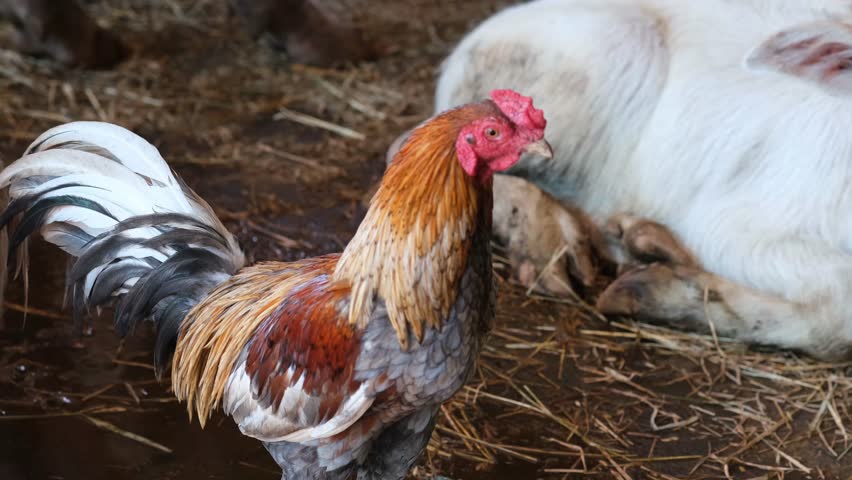 Chicken looking for food, Chicken, Farm, Livestock, Poultry, Comb, Agriculture, Rural, Hen, Rooster, Barn, Feather, Free-range, Flock, Coop, Pasture, Egg, Beak, Organic, Countryside, Breeding, Nest